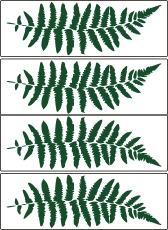 PPS00806 Fern - Click Image to Close